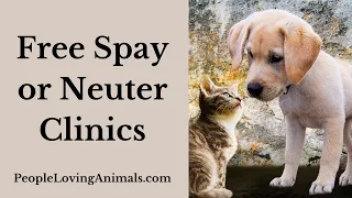 Free Spay or Neuter Clinics | How to Find Free or Low-Cost Spaying or Neutering #spayandneuter