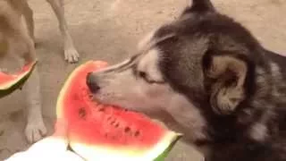 Хаски лопают арбуз/hasky goes crazy for watermelon