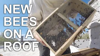 Getting A Beehive Onto A BKLN Rooftop