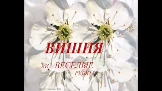 ВИШНЯ. ЯРКИЙ ХИТ СЕМИДЕСЯТЫХ. ВИА ВЕСЕЛЫЕ РЕБЯТА.