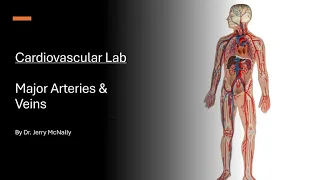 Circulatory System: Major Arteries & Veins