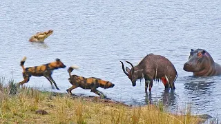 Buck Fighting Wild Dogs & Hippos Gets Caught by Crocodile