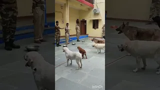 CISF dog 🐕 feeding squad routine #cisf #dog #trending #viral #bollywood #ytshorts #shorts