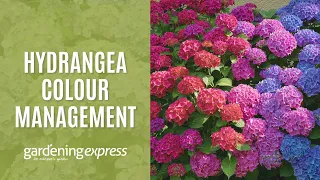 Hydrangea Colour Management - Gardening Express