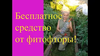 Бесплатное средство от фитофторы!