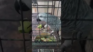 Gray parrot eating dinner ||gray parrot fully enjoyed ||Amazing Talking #video #viralvideo #video