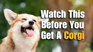 Are Corgis Good For First Time Dog Owners?