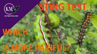 STING TEST!!   WHICH HURTS MORE? IO MOTH OR BUCK MOTH CATERPILLAR?