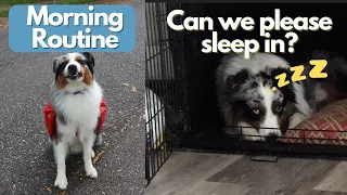 Our Morning Routine: My Australian Shepherd's Morning Routine | Dog Training, Raw Food Diet