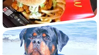 Mon chien mange un fast-food burger #rotweiler #chien #chienne