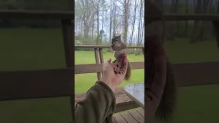 Little Red The Baby Squirrel: Cuteness Overload