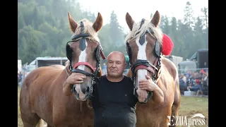 Царя на тежковозите в България The king of horses from the heavy draft breeds in Bulgaria