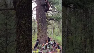 A beautifully colored bear, treed by the dogs. It was released unharmed… #hunting #hunter #bears