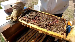 Bienen im März   Auswintern