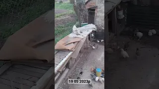 Відео знято 19 05 2023р