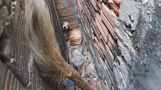 An arduous journey to rescue poor dog trapped between two walls