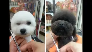 Dog Grooming time 2018