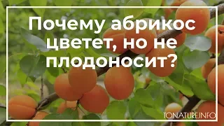 Почему абрикос цветет, но не плодоносит? | toNature.Info