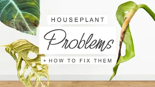 Common Houseplant Problems + HOW TO FIX THEM! 🌱 Indoor Plant Issues SOLVED 🌿