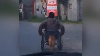 Собака помогает своему хозяину инвалиду-2