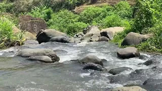 🔴 Sound of Natural River Flow Deep Sleep, Relaxing Flow, Relaxing nature ambience, enjoy 1 hours