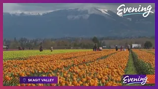 A tour of the Skagit Valley Tulip Festival