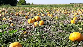 Вирощування гарбузів. Всі технологічні секрети вирощування. Розбір технології. Голонасінний гарбуз.