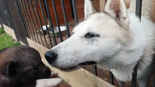 Переселение щенков Чезы