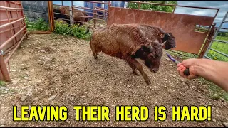 Bison Herd's Reaction to New Members! Mean Girls!?
