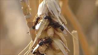 Messor structor Ants collecting seeds for the winter - 4/9/2019 - Cyprus