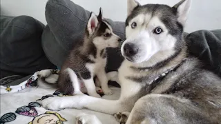 Since First Day Together Puppy Doesn't Leave His Dad's Side!