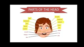 Parts of the head - Human Body Parts (English Vocabulary)