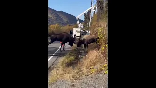 bull moose fight