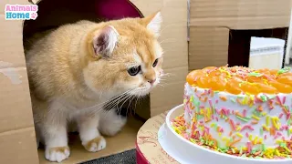 BiBi made Ody's cat birthday cake