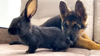 German Shepherd Puppy Meets Baby Rabbit for the First Time!