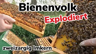 Bienenvolk Explodiert | zweiter Honigraum | Imkern mit Zander | die Serie