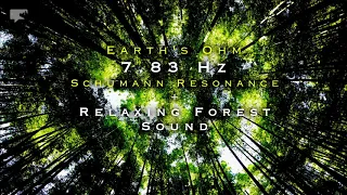 Calming Forest Sound: Healing Your Soul with 7.83 Hz Schumann Resonance Earth's Ohm | odear