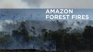 Understand: How the Amazon forest fires impact people worldwide