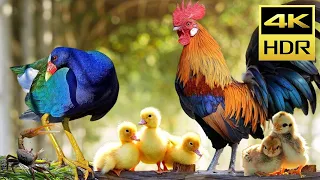 Cat TV Entertainment Videos for Fluffy Cat to Watch - Animal Paradise: Chickens, Ducks, Birds 4K HDR