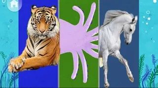 Baby Play ANIMAL MATCH UP | Learn Animal Names Combined with Real Animals/2