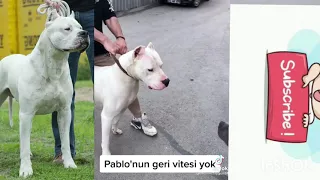 dogo argentino vs pitbull