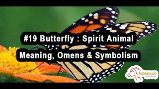 #16 Spirit Animal of Butterfly - Meaning and Symbolism