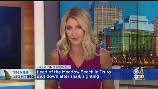 Head Of The Meadow Beach In Truro Shut Down After Shark Sighting