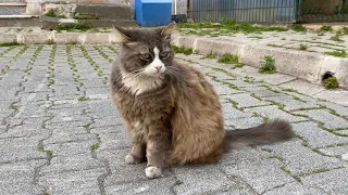 Incredibly beautiful Cats living on the street. These Cats can be house cats.