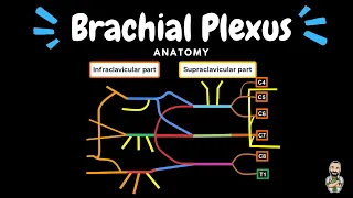 Brachial Plexus (Scheme + Quiz) | Anatomy