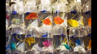 Продаю аквариумных рыбок по всей России