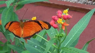 Ферма бабочек.  Butterfly Farm.