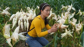 Harvest corn for sale in the countryside | Visit grandma and helping the old lady | Free Life