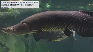 ‘River monster’ found in Florida | Good Day Tampa Bay