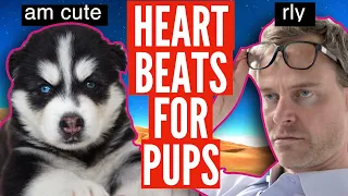 Heartbeat Sound for Puppy NO MUSIC Helps puppies sleep [2022]